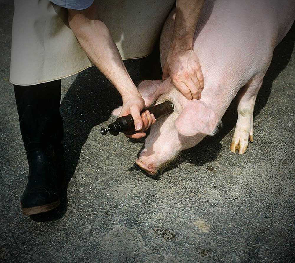 FiveFreedoms - Pork